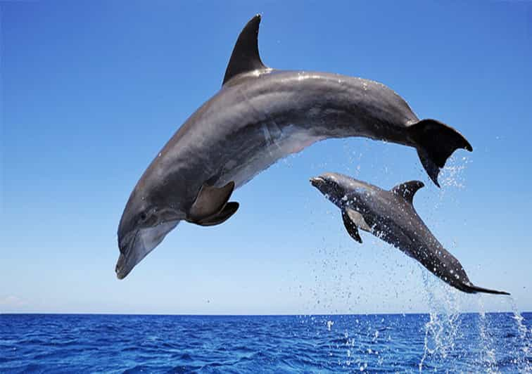 mauritius dolphin tour