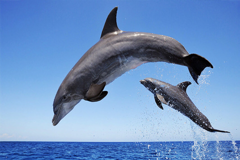 Excursión con delfines (en barco) y Chamarel 7 tierras de colores