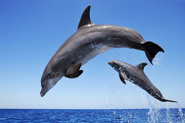 Excursión con delfines (en barco) y Chamarel 7 tierras de colores