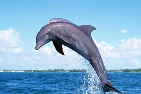 Excursión con delfines (en barco) y Chamarel 7 tierras de colores