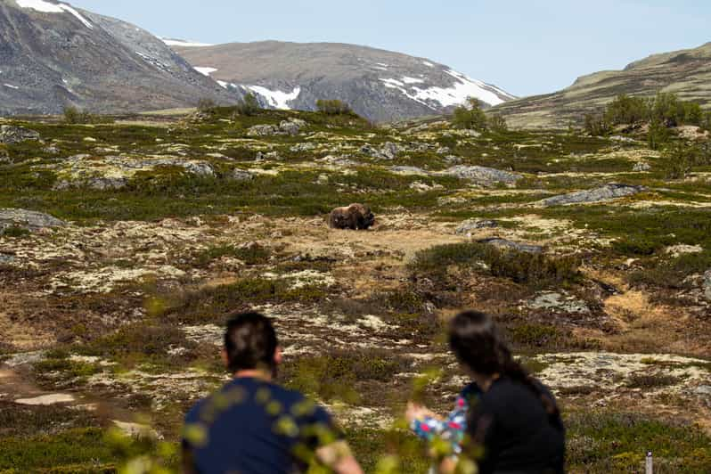 Dovrefjell Ulusal Park Y R Y Turu Ve Misk K Z Safari Getyourguide