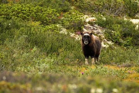 Dovrefjell National Park: Hiking Tour and Musk Ox Safari
