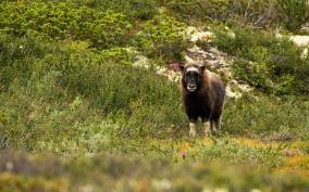 Dovrefjell National Park: Hiking Tour and Musk Ox Safari