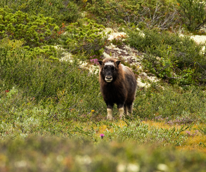 Parque Nacional Dovrefjell: excursão a pé e safári com boi almiscarado