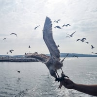 Da Poreč, gita in barca a Rovigno con pranzo di pesce - Hizvo
