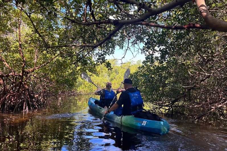 Marco Island Kayak Mangrove Ecotour in Rookery Bay Reserve GetYourGuide