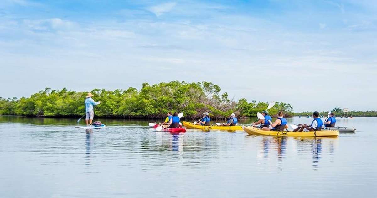 Marco Island Kayak Mangrove Ecotour in Rookery Bay Reserve GetYourGuide
