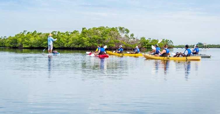 Marco Island Kayak Mangrove Ecotour in Rookery Bay Reserve GetYourGuide