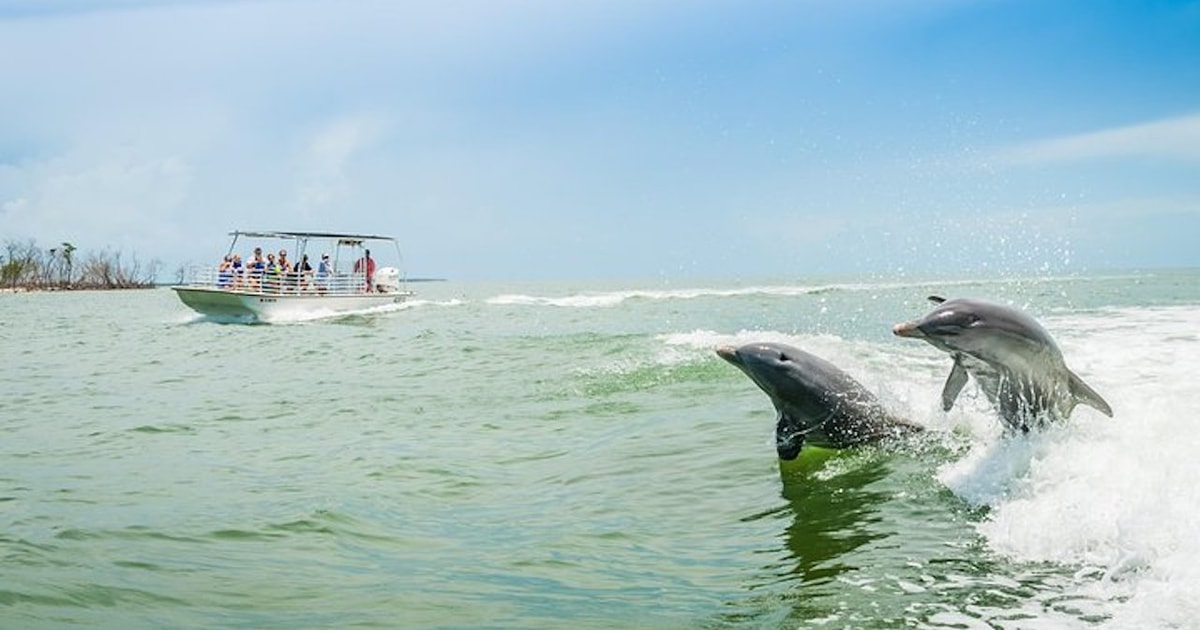 Marco Island tour in barca per osservare i delfini GetYourGuide