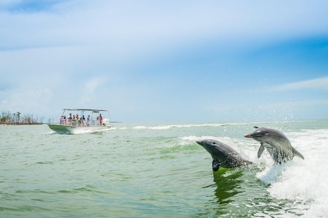 Visit Marco Island Dolphin-Watching Boat Tour in Marco Island, Florida