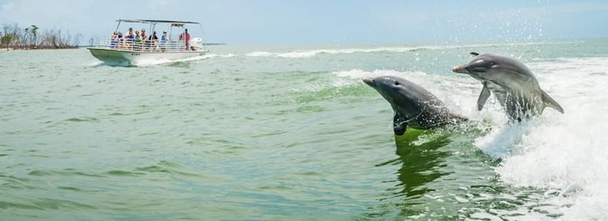Marco Island : Excursion en bateau pour observer les dauphins