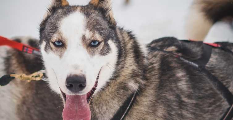 Yellowknife Dog Sledding Tour with Hot Tea GetYourGuide