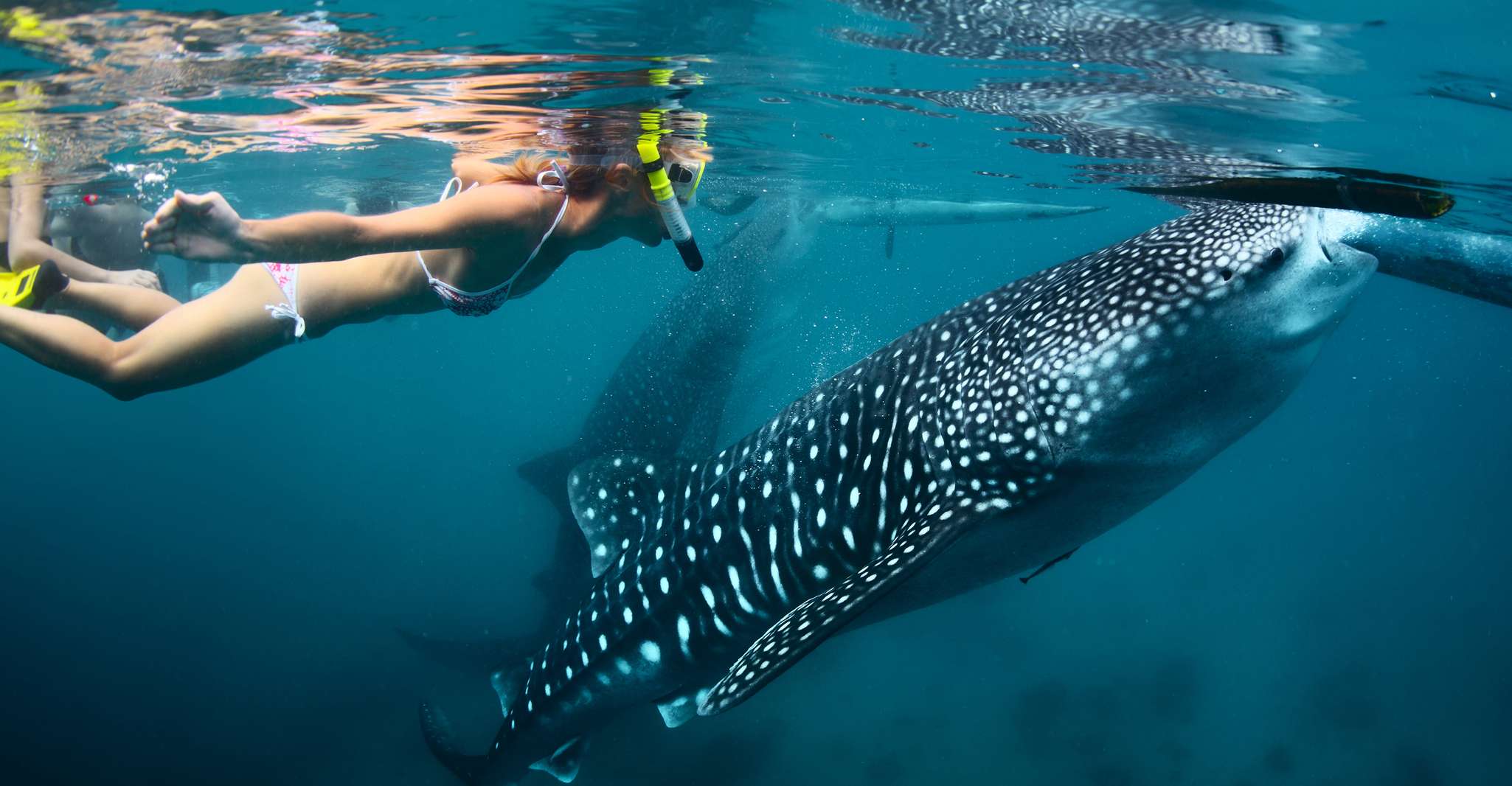 Cebu, Oslob Baignade de requin-baleine et Tumalog Falls Tour - Hizvo