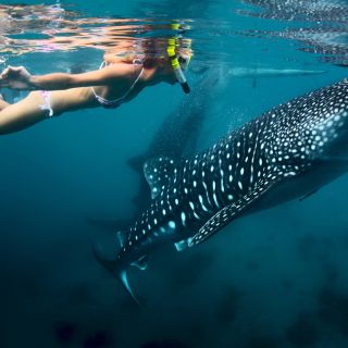 Cebu: Oslob Whale Shark Swimming and Tumalog Falls Tour