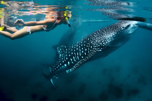 Visit Cebu Oslob Whale Shark Swimming in Cebu