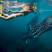 Cebu: Oslob Whale Shark Swimming Cebu: Oslob Whale Shark Swimming