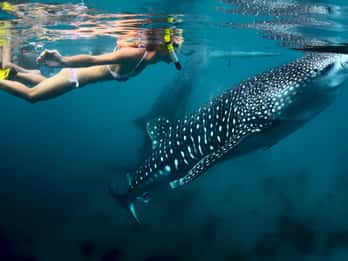Cebu : Nage avec le requin-baleine d'Oslob