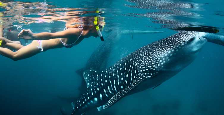 The Best Cebu Shark Diving 2024 Free