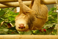 Monteverde, Zip Lines, Puentes, Mariposas, Perezas y más - Hizvo