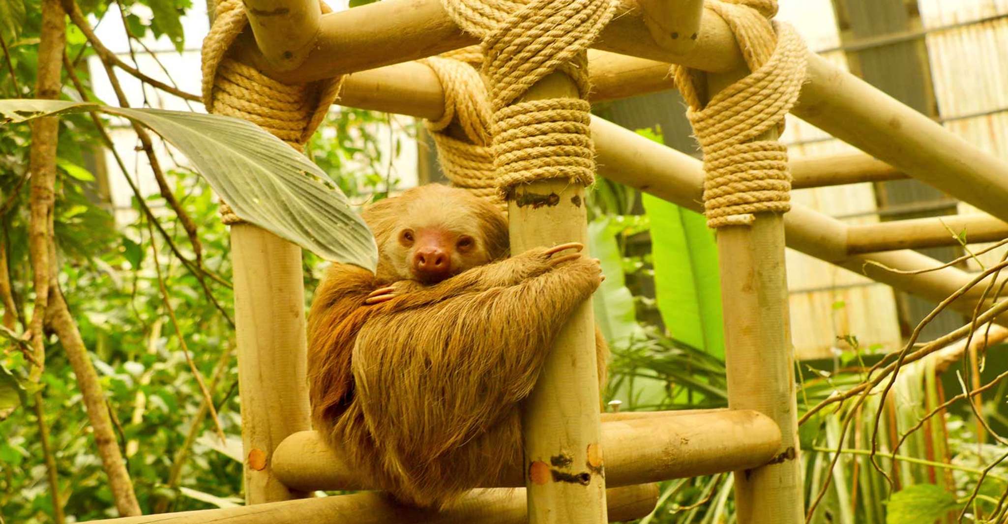 Monteverde, Zip Lines, Puentes, Mariposas, Perezas y más - Hizvo