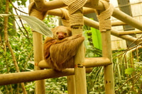 Monteverde, Zip Lines, Puentes, Mariposas, Perezas y más - Hizvo
