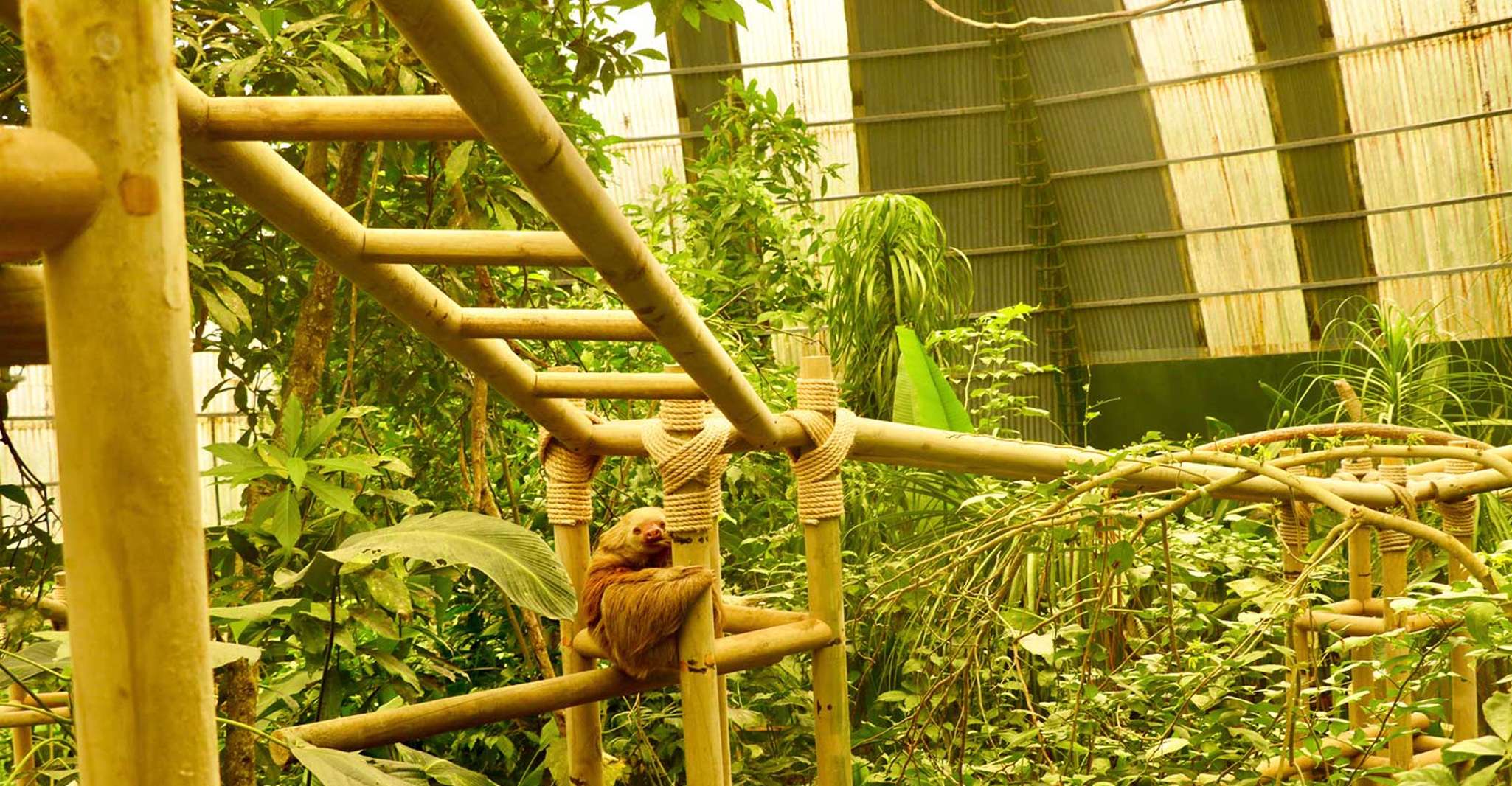 Monteverde, Zip Lines, Puentes, Mariposas, Perezas y más - Hizvo