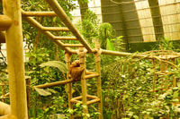 Monteverde, Zip Lines, Puentes, Mariposas, Perezas y más - Hizvo