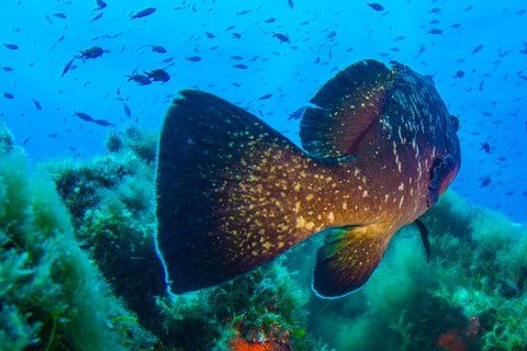 Porto-Vecchio: beginner diving in the Cerbicale Islands in the reserve