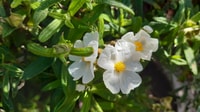 La Gomera, Caminata del Bosque del Parque Nacional Garajonay - Housity