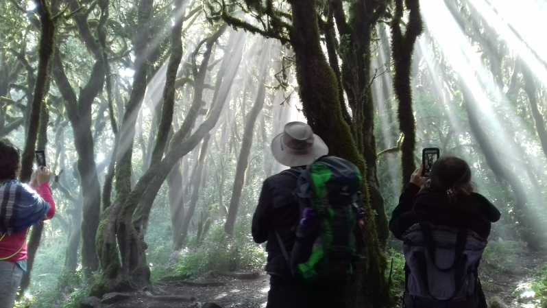 La Gomera: Garajonay National Park Forest Walk
