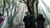 La Gomera, Caminata del Bosque del Parque Nacional Garajonay - Housity