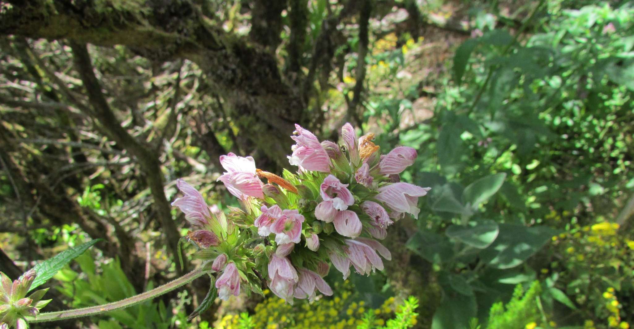 La Gomera, Garajonay National Park Forest Walk - Housity