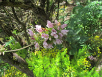 La Gomera, Caminata del Bosque del Parque Nacional Garajonay - Housity