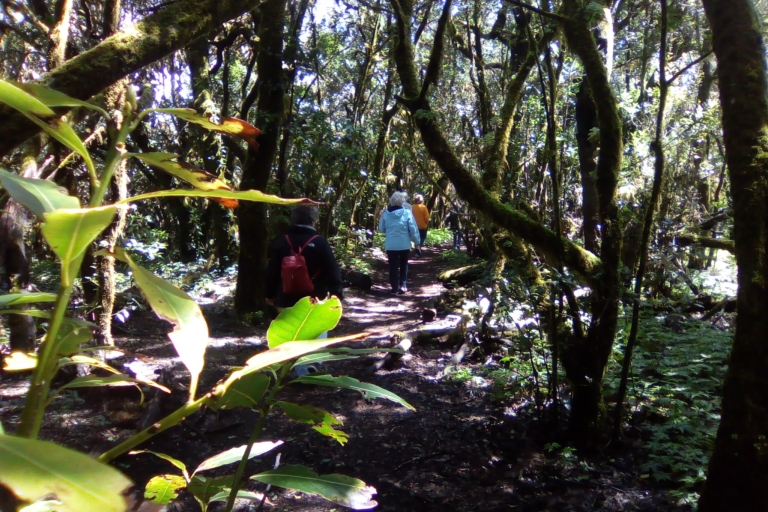 Teneryfa: Wędrówka po lesie La Gomera w Parku Narodowym GarajonayWycieczka z przewodnikiem po lesie La Gomera z transferem