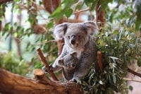 ZooParc de Beauval, Day Admission Ticket - Housity