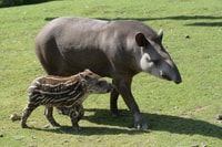 ZooParc de Beauval, Day Admission Ticket - Housity