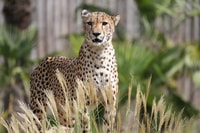 ZooParc de Beauval, Day Admission Ticket - Housity