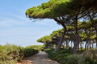 Da Mandelieu, St. Marguerite Island Roundtrip Ferry Ride - Housity