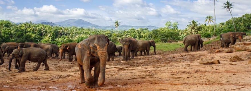 Sri Lanka - Circuit de 4 jours à Kandy et Nuwara Eliya, dans la région du thé et des collines