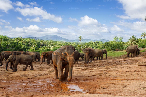 Tour di 4 giorni di Kandy e Nuwara Eliya con tè e paesaggi collinari in Sri Lanka