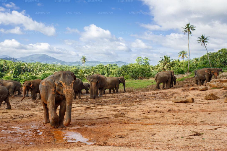 Tour di 4 giorni di Kandy e Nuwara Eliya con tè e paesaggi collinari in Sri Lanka