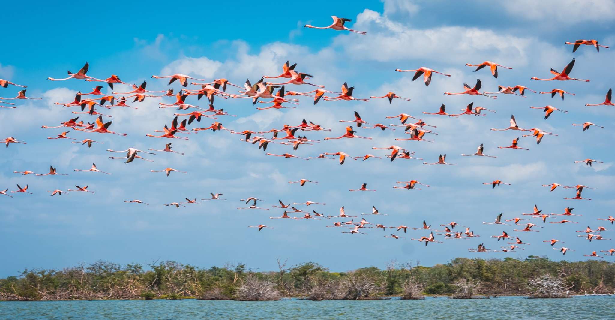 Palomino, Sanctuary of Flamingos Day Tour - Housity