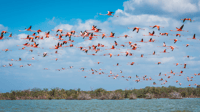 Palomino, Sanctuary of Flamingos Day Tour - Housity