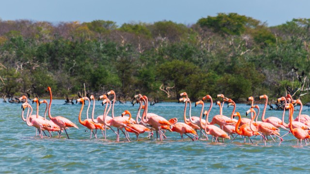 Visit Palomino Sanctuary of Flamingos Day Tour in La Guajira, Colombia