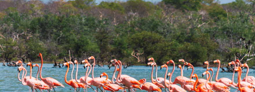 Palomino : excursion d'une journée dans le sanctuaire des flamants roses