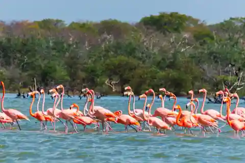 Palomino: Santuário de Flamingos Day Tour