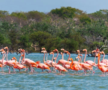 Palomino: Santuário de Flamingos Day Tour