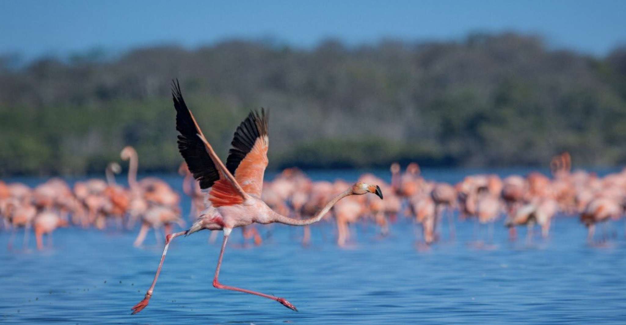 Palomino, Sanctuary of Flamingos Day Tour - Housity