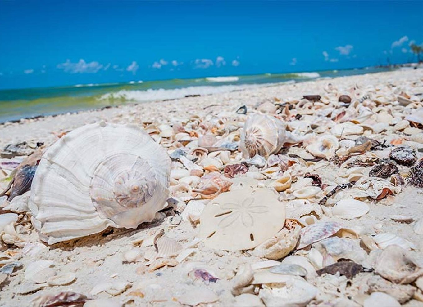 Marco Island: Shellelling og sightseeing Boat Cruise