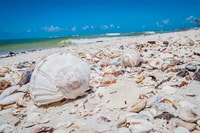 Marco Island, Shelling und Sightseeing Bootsfahrt - Hizvo